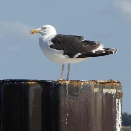 Apartament Gut-rattelvitz-galerie-e-hochwertig-sauna-kamin-etankstelle-spielscheune-15-000qm-park-land *