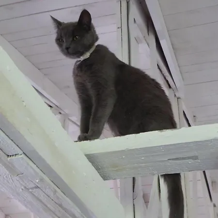 Apartament Gut-rattelvitz-galerie-e-hochwertig-sauna-kamin-etankstelle-spielscheune-15-000qm-park-land Gingst