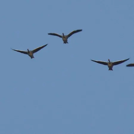 Apartament Gut-rattelvitz-galerie-e-hochwertig-sauna-kamin-etankstelle-spielscheune-15-000qm-park-land