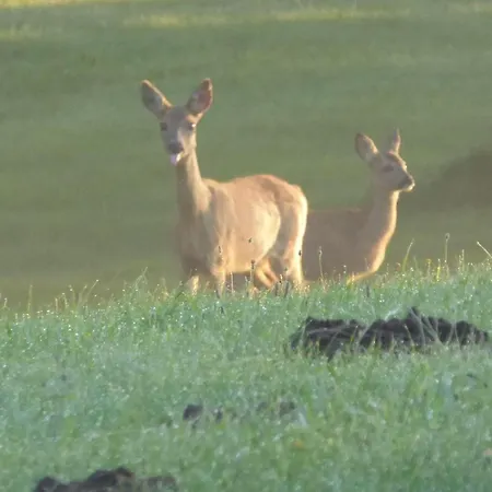 Apartament Gut-rattelvitz-galerie-e-hochwertig-sauna-kamin-etankstelle-spielscheune-15-000qm-park-land