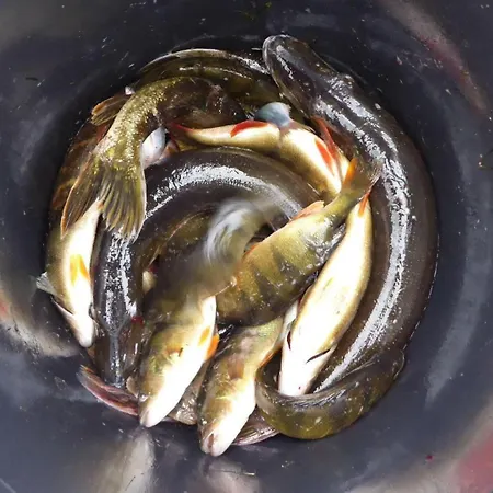 Apartament Gut-rattelvitz-galerie-e-hochwertig-sauna-kamin-etankstelle-spielscheune-15-000qm-park-land Gingst