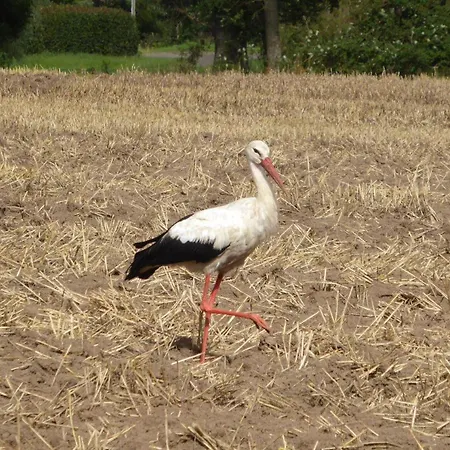 Apartment Gut Rattelvitz Galerie E, Hochwertig, Sauna, Kamin, Etankstelle, Spielscheune, 15.000qm Park Land Gingst
